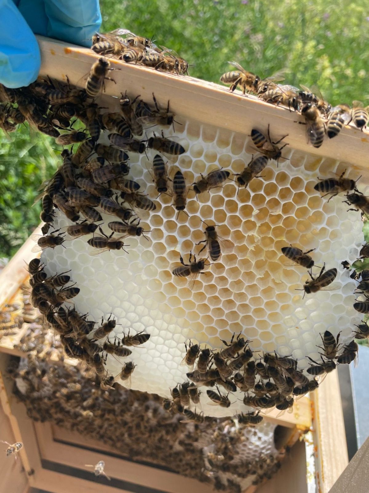 Hilcona supporting regional beekeepers